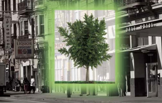A Touch Of Green: The State Of Neighborhood Trees In The Tenderloin