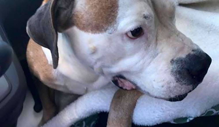 These Miami-based dogs are up for adoption and in need of a good home
