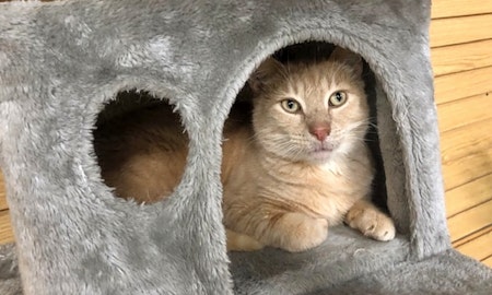Looking to adopt a pet? Here are 6 cute kitties to adopt now in Nashville