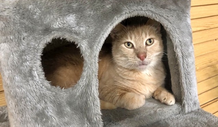 Looking to adopt a pet? Here are 6 cute kitties to adopt now in Nashville