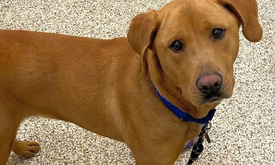 Looking to adopt a pet? Here are 5 delightful doggies to adopt now in Atlanta
