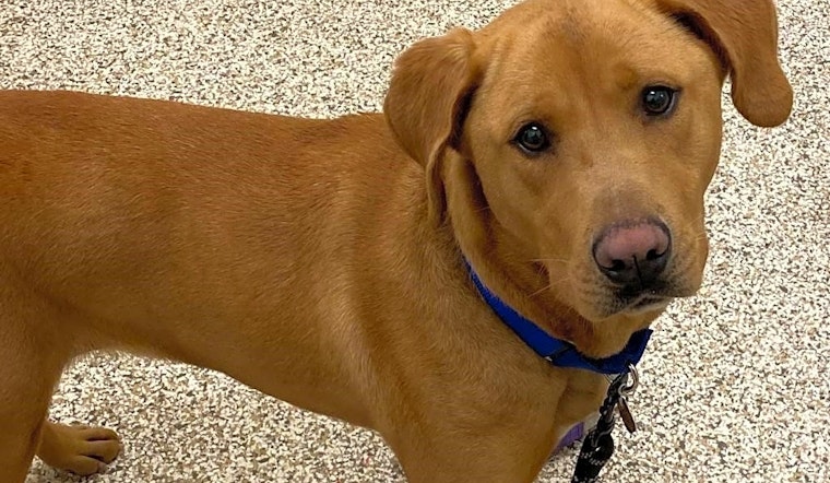Looking to adopt a pet? Here are 5 delightful doggies to adopt now in Atlanta
