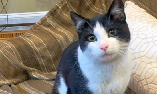 These Philadelphia-based felines are up for adoption and in need of a good home