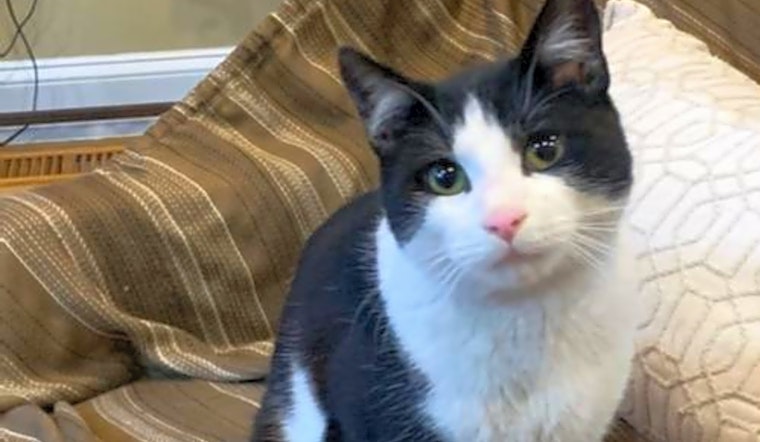 These Philadelphia-based felines are up for adoption and in need of a good home