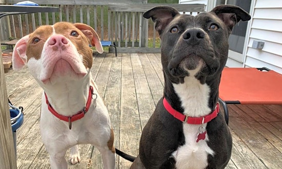 These Boston-based canines are up for adoption and in need of a good home