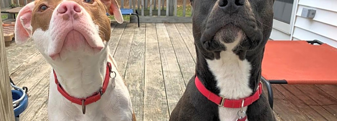 These Boston-based canines are up for adoption and in need of a good home