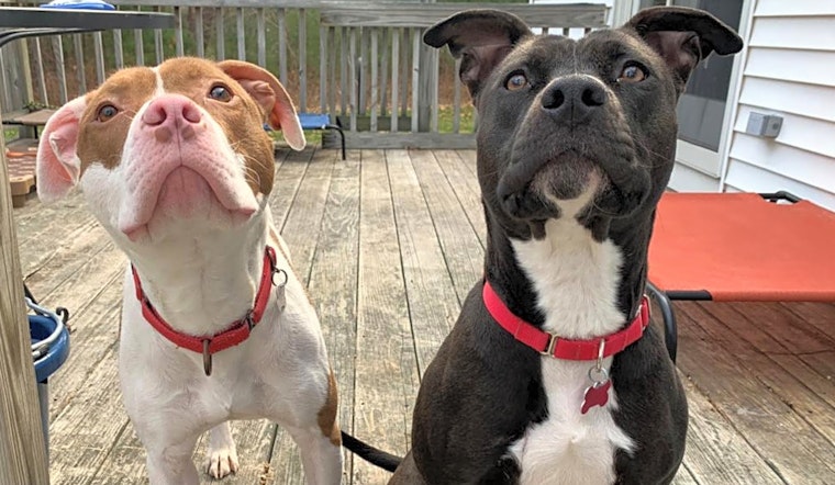 These Boston-based canines are up for adoption and in need of a good home