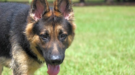 These Orlando-based dogs are up for adoption and in need of a good home