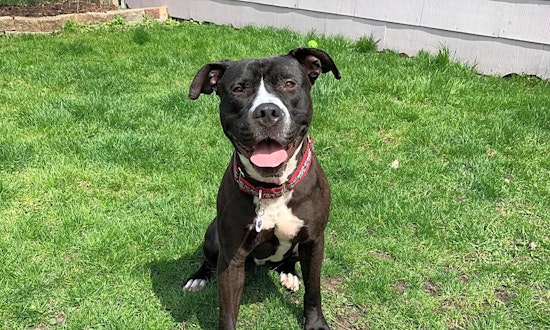 7 lovable pups to adopt now in Chicago