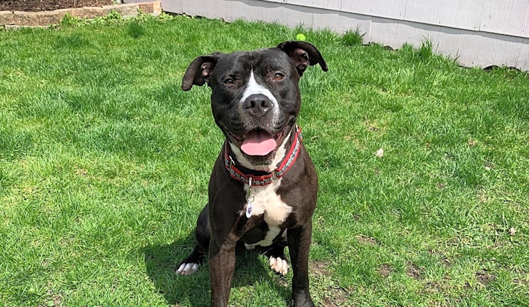 7 lovable pups to adopt now in Chicago
