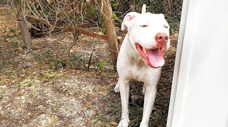 These Tampa-based dogs are up for adoption and in need of a good home