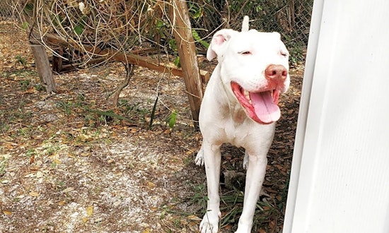 These Tampa-based dogs are up for adoption and in need of a good home