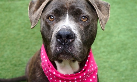 Want to adopt a pet? Here are 6 lovable pups to adopt now in New York City