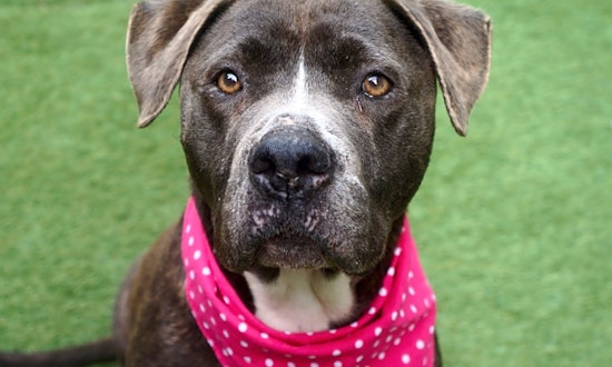 Want to adopt a pet? Here are 6 lovable pups to adopt now in New York City