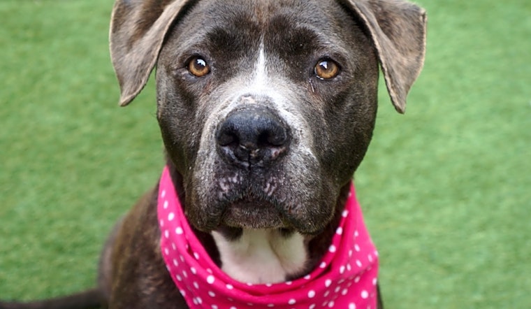 Want to adopt a pet? Here are 6 lovable pups to adopt now in New York City