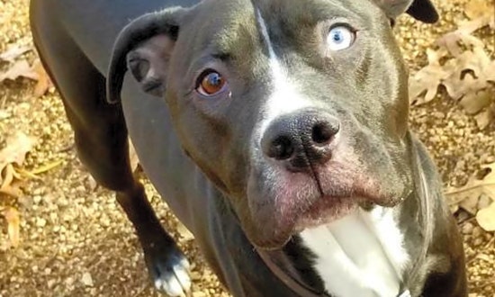 Looking to adopt a pet? Here are 6 delightful doggies to adopt now in Durham