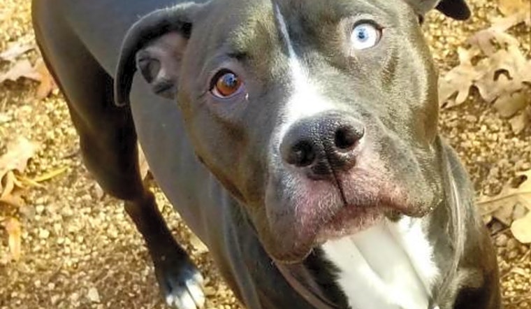 Looking to adopt a pet? Here are 6 delightful doggies to adopt now in Durham