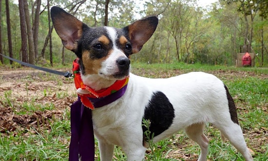 3 cuddly canines to adopt now in Jacksonville