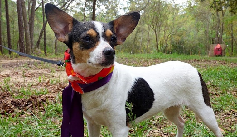 3 cuddly canines to adopt now in Jacksonville