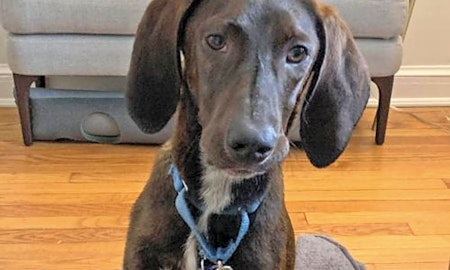 Want to adopt a pet? Here are 4 cuddly canines to adopt now in Washington