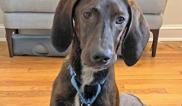Want to adopt a pet? Here are 4 cuddly canines to adopt now in Washington