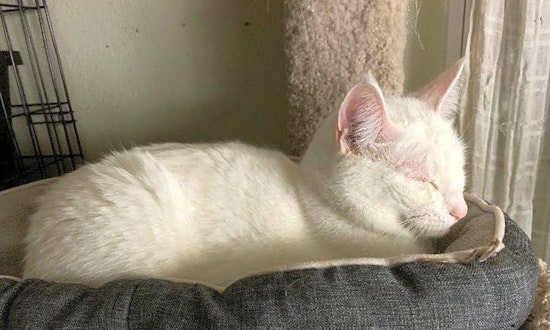 7 cool kitties to adopt now in St. Louis