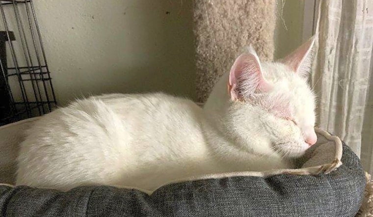 7 cool kitties to adopt now in St. Louis
