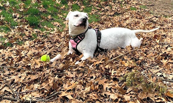 Looking to adopt a pet? Here are 4 delightful doggies to adopt now in Detroit