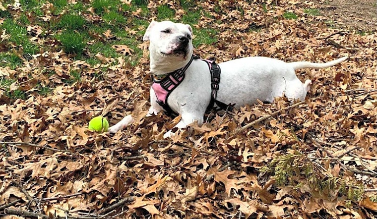 Looking to adopt a pet? Here are 4 delightful doggies to adopt now in Detroit