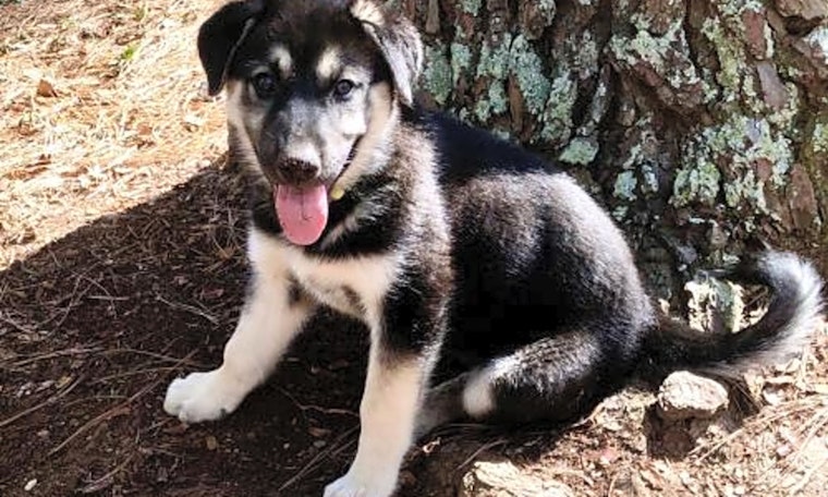 Want to adopt a pet? Here are 3 precious puppies to adopt now in Raleigh