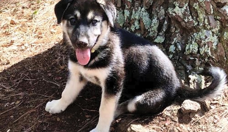 Want to adopt a pet? Here are 3 precious puppies to adopt now in Raleigh
