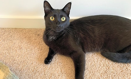 3 cuddly kittens to adopt now in Charlotte