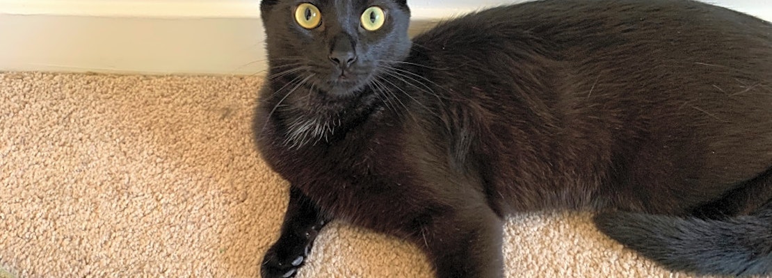 3 cuddly kittens to adopt now in Charlotte