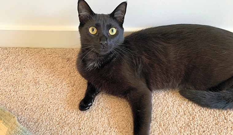 3 cuddly kittens to adopt now in Charlotte