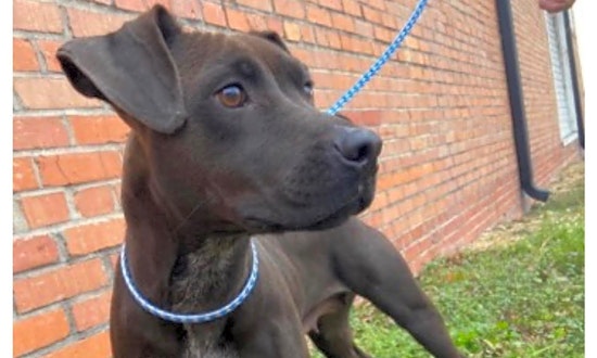 Want to adopt a pet? Here are 5 lovable pups to adopt now in Minneapolis