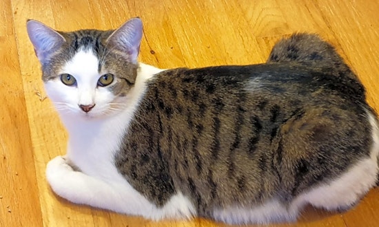 These Pittsburgh-based felines are up for adoption and in need of a good home