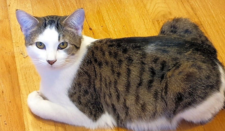 These Pittsburgh-based felines are up for adoption and in need of a good home