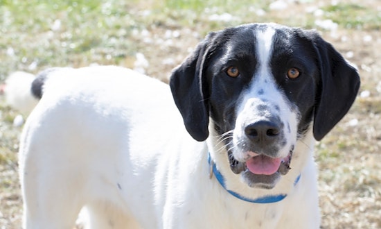 7 delightful doggies to adopt now in Indianapolis
