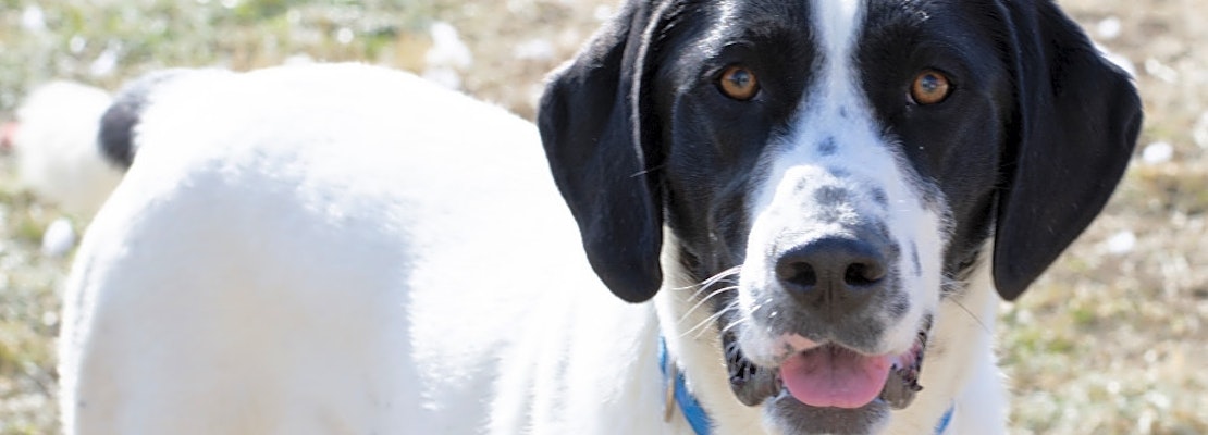 7 delightful doggies to adopt now in Indianapolis