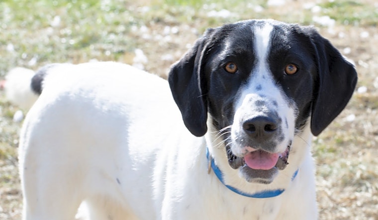 7 delightful doggies to adopt now in Indianapolis