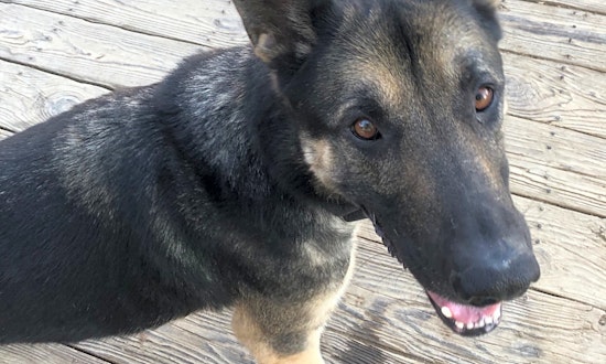 These Baltimore-based dogs are up for adoption and in need of a good home