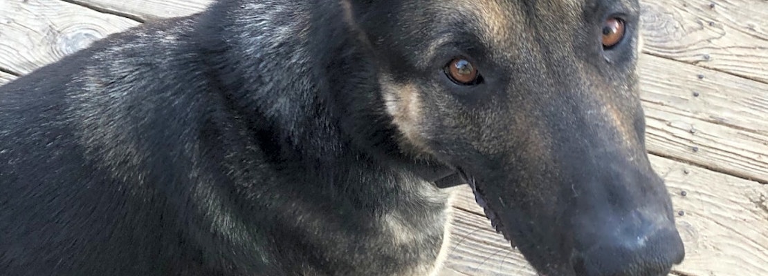 These Baltimore-based dogs are up for adoption and in need of a good home