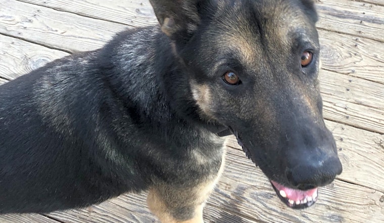 These Baltimore-based dogs are up for adoption and in need of a good home