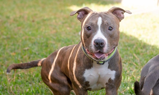 7 lovable pups to adopt now in Houston