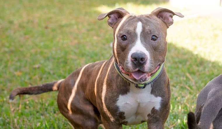 7 lovable pups to adopt now in Houston