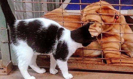 7 charming cats to adopt now in San Antonio