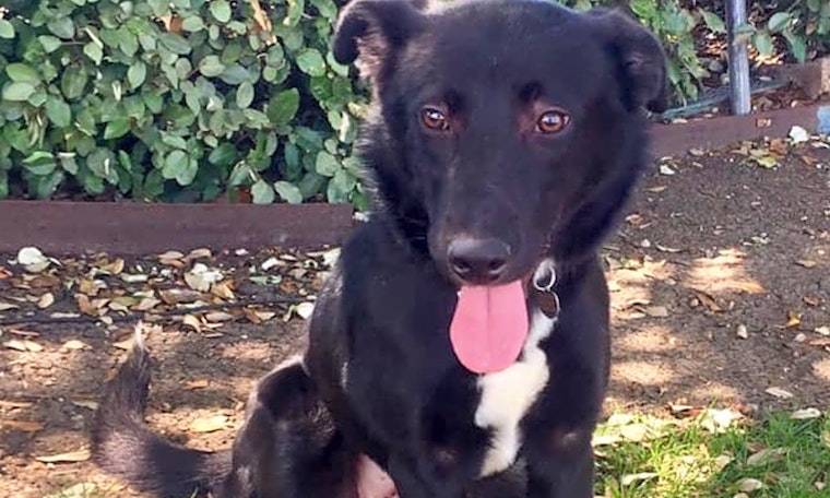 Looking to adopt a pet? Here are 7 delightful doggies to adopt now in Plano