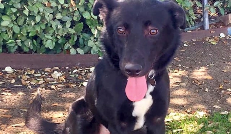 Looking to adopt a pet? Here are 7 delightful doggies to adopt now in Plano