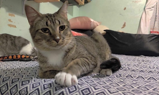 Want to adopt a pet? Here are 3 charming cats to adopt now in Arlington