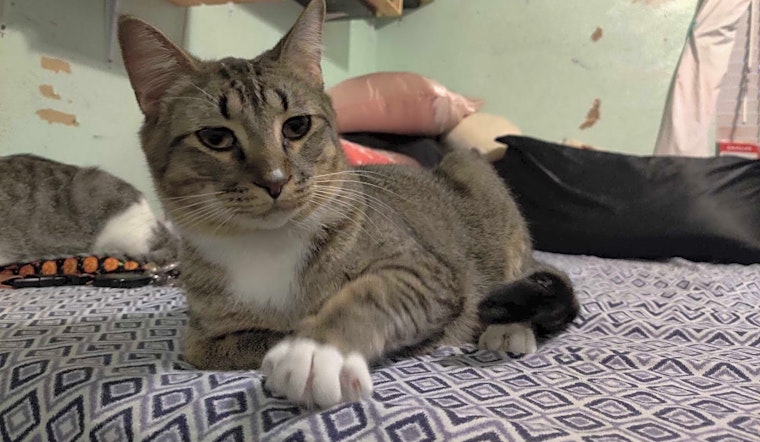 Want to adopt a pet? Here are 3 charming cats to adopt now in Arlington